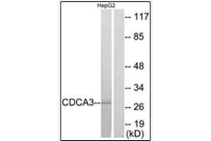 Image no. 2 for anti-Cell Division Cycle Associated 3 (CDCA3) (C-Term) antibody (ABIN1449731)