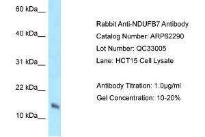 Image no. 1 for anti-NADH Dehydrogenase (Ubiquinone) 1 beta Subcomplex, 7, 18kDa (NDUFB7) (N-Term) antibody (ABIN2789101)
