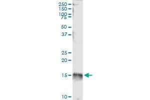Image no. 1 for anti-tRNA Methyltransferase 11-2 (TRMT112) (AA 1-125) antibody (ABIN526766)