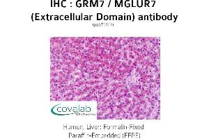 Image no. 2 for anti-Glutamate Receptor, Metabotropic 7 (GRM7) (2nd Extracellular Domain) antibody (ABIN1735279)