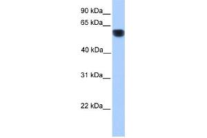 Image no. 1 for anti-Cytochrome P450, Family 1, Subfamily A, Polypeptide 1 (CYP1A1) (Middle Region) antibody (ABIN2776793)