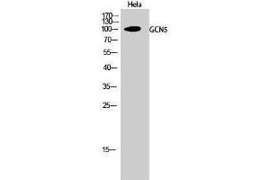 Image no. 1 for anti-K(lysine) Acetyltransferase 2A (KAT2A) (C-Term) antibody (ABIN3184765)