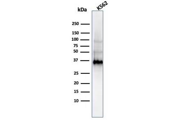 LGALS13 antibody  (AA 23-134)