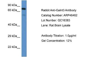 Image no. 1 for anti-UDP-N-Acetyl-alpha-D-Galactosamine:polypeptide N-Acetylgalactosaminyltransferase 3 (GalNAc-T3) (GALNT3) (N-Term) antibody (ABIN2782640)