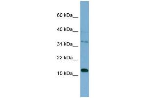 Image no. 2 for anti-Pleckstrin Homology-Like Domain, Family A, Member 2 (PHLDA2) (Middle Region) antibody (ABIN2787605)