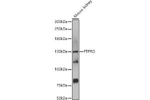 PTPRO Antikörper  (AA 30-300)