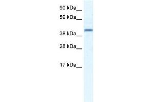 Image no. 1 for anti-Annexin A7 (ANXA7) (N-Term) antibody (ABIN2774843)