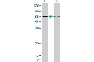 Image no. 7 for anti-Histone Deacetylase 1 (HDAC1) (AA 1-482) antibody (ABIN516392)