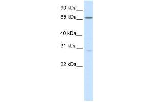 anti-Nuclear Factor of Activated T-Cells 5, Tonicity-Responsive (NFAT5) (Middle Region) antibody