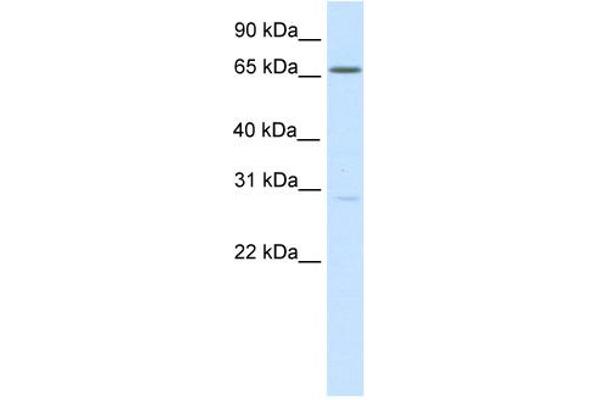 anti-Nuclear Factor of Activated T-Cells 5, Tonicity-Responsive (NFAT5) (Middle Region) antibody