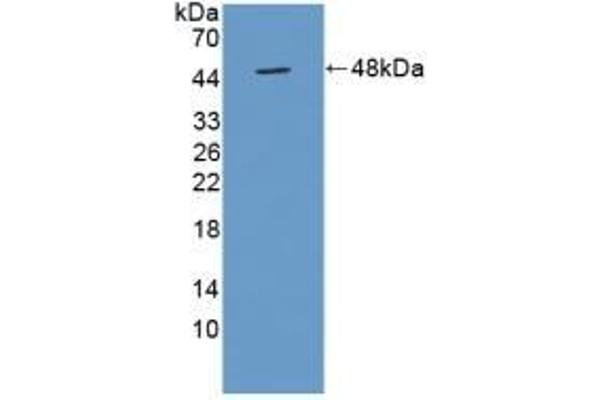 TUFT1 antibody  (AA 1-390)