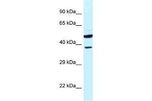 Image no. 1 for anti-Homer Homolog 3 (Drosophila) (HOMER3) (N-Term) antibody (ABIN2789050)