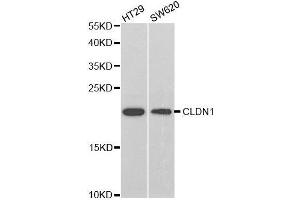 Image no. 2 for anti-Claudin 1 (CLDN1) antibody (ABIN3023187)