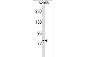 NLN antibody  (AA 212-240)