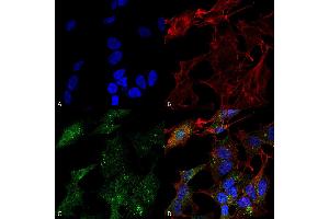Image no. 1 for anti-Autophagy related 4B Cysteine Peptidase (ATG4B) (AA 62-73) antibody (HRP) (ABIN5066042)