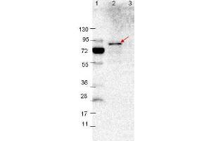 Western Blotting (WB) image for anti-VlsE antibody (ABIN964726)