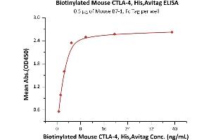 Image no. 3 for Cytotoxic T-Lymphocyte-Associated Protein 4 (CTLA4) (AA 36-162) (Active) protein (His tag,AVI tag,Biotin) (ABIN6973042)
