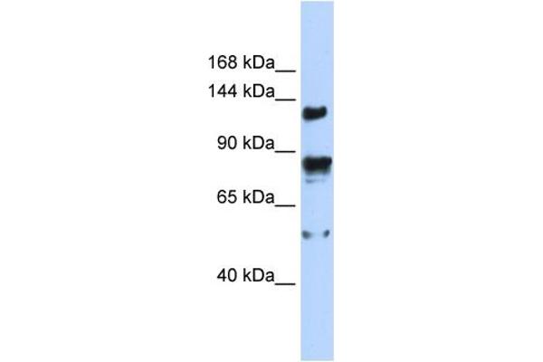 TRPM4 antibody  (N-Term)