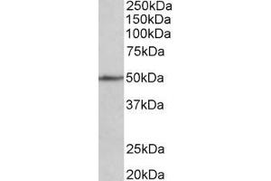 Image no. 1 for anti-Cell Adhesion Molecule 1 (CADM1) (Internal Region) antibody (ABIN870695)