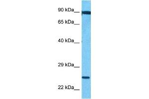 Image no. 1 for anti-FEV (ETS Oncogene Family) (FEV) (C-Term) antibody (ABIN5514763)