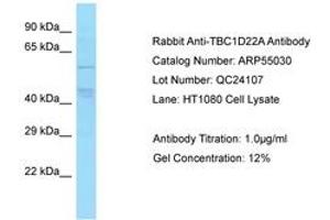 Image no. 1 for anti-TBC1 Domain Family, Member 22A (TBC1D22A) (AA 230-279) antibody (ABIN6749933)