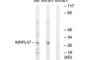 Image no. 1 for anti-Mitochondrial Ribosomal Protein L47 (MRPL47) (AA 191-240) antibody (ABIN1534533)