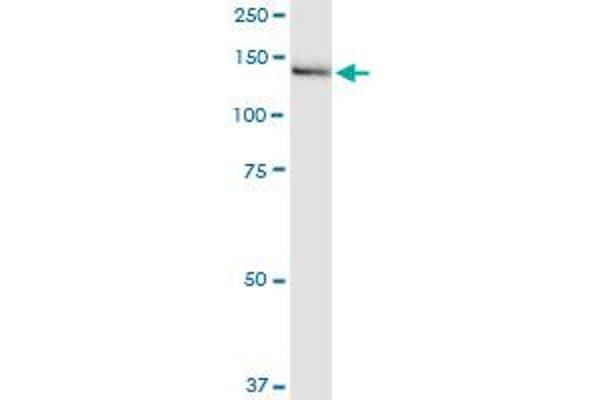 IGSF1 antibody  (AA 220-310)