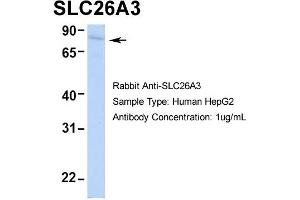 Image no. 1 for anti-Solute Carrier Family 26, Member 3 (SLC26A3) (Middle Region) antibody (ABIN2777377)