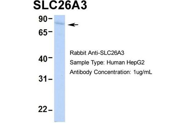 anti-Solute Carrier Family 26, Member 3 (SLC26A3) (Middle Region) antibody