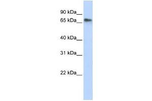 Image no. 1 for anti-Replication Initiator 1 (REPIN1) antibody (ABIN2457922)
