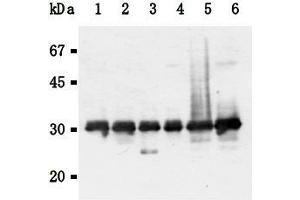 Image no. 2 for anti-14-3-3 gamma (YWHAG1) (AA 1-12), (N-Term) antibody (ABIN1449274)