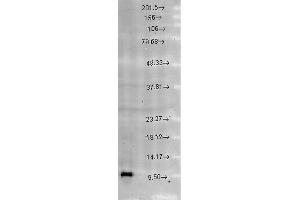 Image no. 2 for anti-Heat Shock 10kDa Protein 1 (Chaperonin 10) (HSPE1) (AA 91-101) antibody (PE) (ABIN2481936)