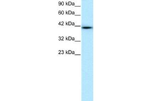 anti-WW Domain Containing Transcription Regulator 1 (WWTR1) (N-Term) antibody