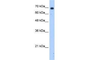 Image no. 1 for anti-Zinc Finger Protein 823 (ZNF823) (N-Term) antibody (ABIN2784195)