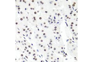 Image no. 2 for anti-Histone H2B Type 1-C/E/F/G/I (LOC100407767) antibody (ABIN4903913)