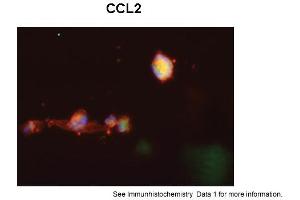 Image no. 2 for anti-Chemokine (C-C Motif) Ligand 2 (CCL2) (Middle Region) antibody (ABIN2792200)