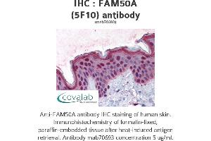 Image no. 2 for anti-Family with Sequence Similarity 50, Member A (FAM50A) (AA 1-89) antibody (ABIN1723550)
