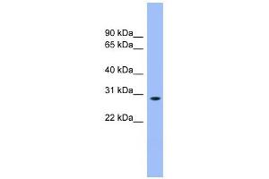 Image no. 1 for anti-Enolase-Phosphatase 1 (ENOPH1) (N-Term) antibody (ABIN631750)