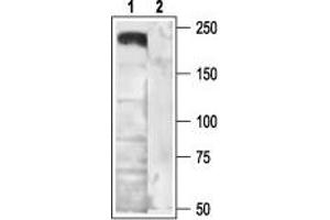 anti-Calcium Channel, Voltage-Dependent, N Type, alpha 1B Subunit (CACNA1B) (AA 851-867), (Intracellular) antibody