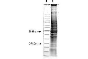 SDS-PAGE (SDS) image for Hep2 Whole Cell Lysate (ABIN964023)