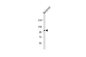 Image no. 2 for anti-Glutamate Receptor, Metabotropic 7 (GRM7) (AA 857-887), (C-Term) antibody (ABIN5531275)