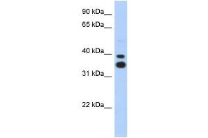 Image no. 3 for anti-Msh Momeobox 2 (Msx2) (N-Term) antibody (ABIN2777276)