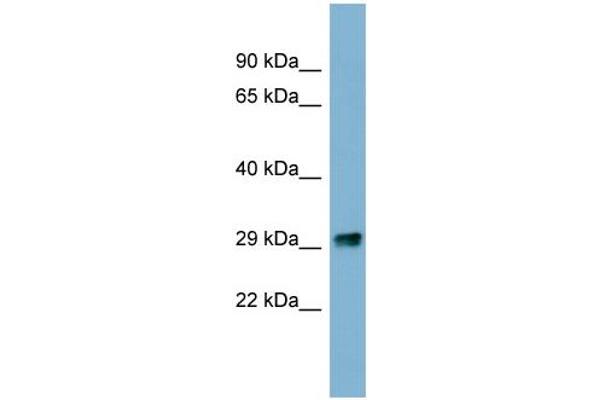 anti-Prkr Interacting Protein 1 (IL11 Inducible) (PRKRIP1) (N-Term) antibody