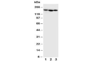 Image no. 2 for anti-Collagen, Type IV, alpha 1 (COL4A1) (C-Term) antibody (ABIN3030546)