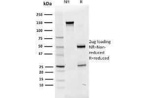 Image no. 1 for anti-POU domain, class 2, transcription factor 2 (POU2F2) (AA 112-297) antibody (ABIN6940358)