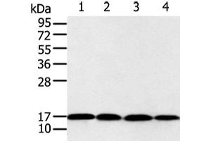 Western blot analysis of 293T and Jurkat cell using UBE2I Polyclonal Antibody at dilution of 1:650