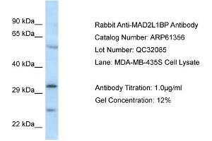 Image no. 1 for anti-MAD2L1 Binding Protein (MAD2L1BP) (N-Term) antibody (ABIN2788777)