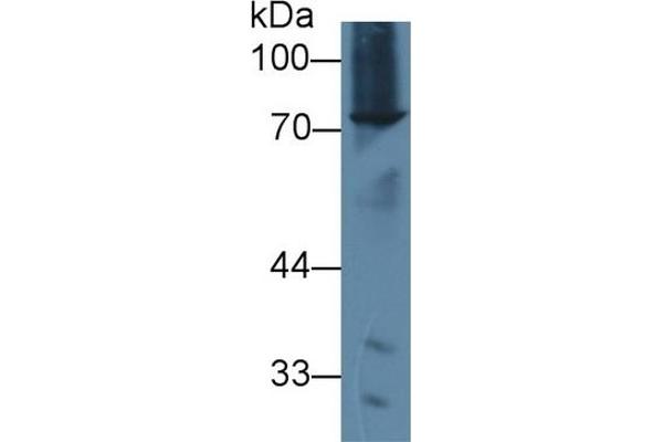 Abcd2 Antikörper  (AA 501-695)