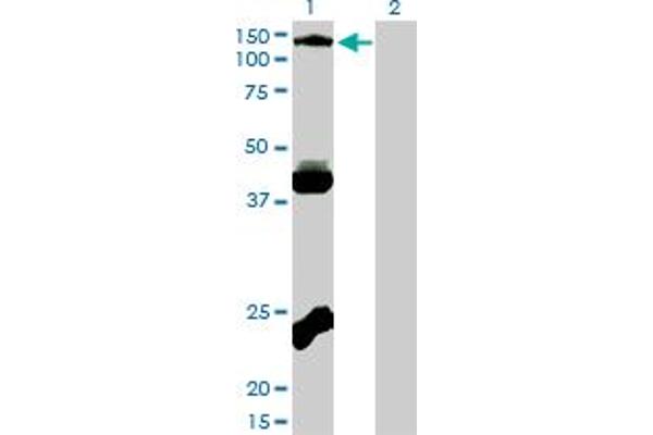 EPH Receptor B3 antibody  (AA 899-997)