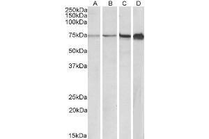 Image no. 1 for anti-Replication Protein A1, 70kDa (RPA1) (AA 323-337) antibody (ABIN1590115)